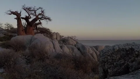 Boabab Tree on Kubu Island Stock Footage