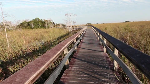 Boadwalk in the Everglades Stock Footage 34393533