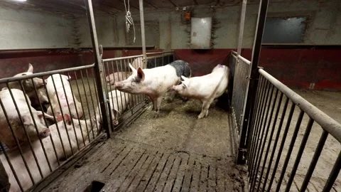 Boar and Sow Mating Behavior in a Farm, Rural Livestock Breeding Stock Footage 302387804
