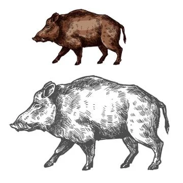 Boar aper muzzle vector sketch wild animal Stock Illustration