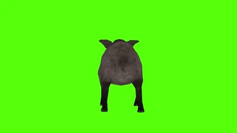 Boar Attack Green Sccreen Animation 4k Rendering Stock Footage 296970494