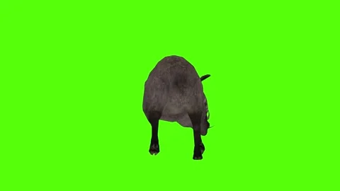 Boar Attack Green Sccreen Animation 4k Rendering Stock Footage 296970509