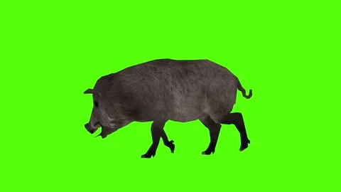 Boar Attack Green Sccreen Animation 4k Rendering Stock Footage 296970541