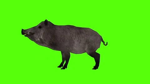Boar Attack Green Sccreen Animation 4k Rendering Stock Footage 296970569