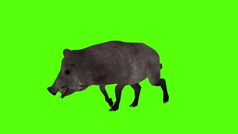 Boar Attack Green Sccreen Animation 4k Rendering Stock Footage 296970571