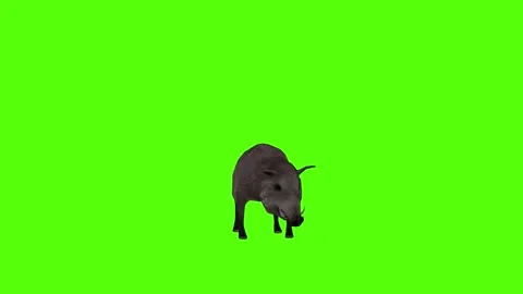Boar Attack Green Sccreen Animation 4k Rendering Stock Footage 296970581