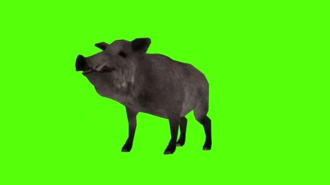 Boar Attack Green Sccreen Animation 4k Rendering Stock Footage 296970582