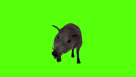 Boar Attack Green Sccreen Animation 4k Rendering Stock Footage 296970590