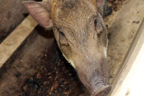 Boar background Foto stock