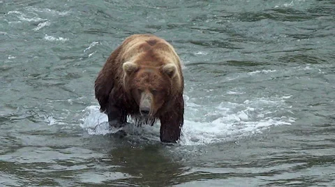 Boar Bear That Was Chasing The Sow Comes Hurrying Across River Towards Camera Stock Footage 51212010