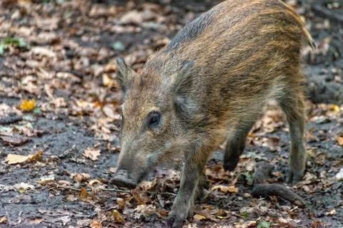 Boar boarling in the forest Stock Photos