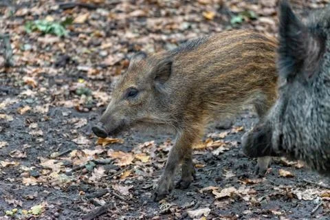 Boar boarling in the forest Stock Photos