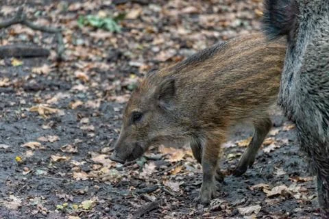 Boar boarling in the forest Stock Photos