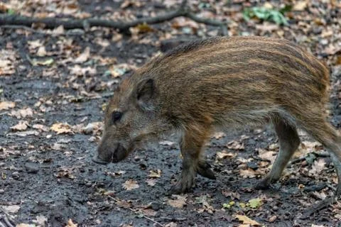 Boar boarling in the forest Stock Photos