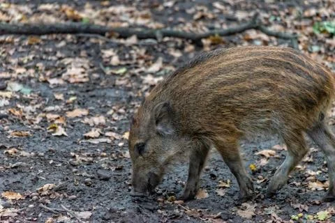 Boar boarling in the forest Stock Photos