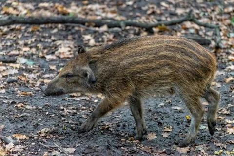 Boar boarling in the forest Stock Photos