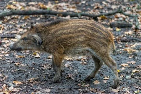 Boar boarling in the forest Foto stock