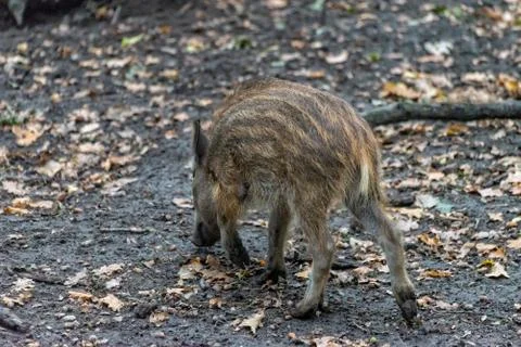 Boar boarling in the forest Stock Photos