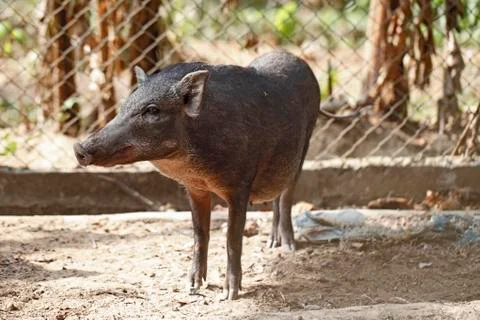 Boar in cage Stock Photos