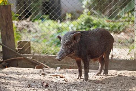 Boar in cage Stock Photos
