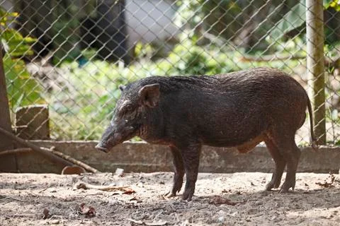 Boar in cage Stock Photos