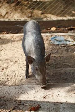 Boar in cage Stock Photos