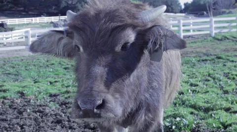 Boar Calf Close up 스톡 동영상 50233681