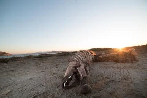 Boar carcass Stock-Fotos