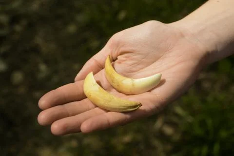 Boar claws Foto stock