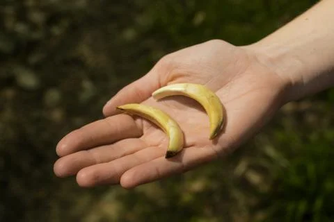 Boar claws Foto stock