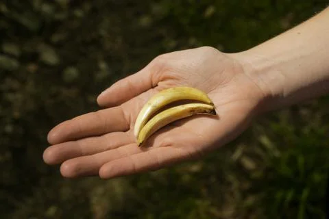 Boar claws Stock Photos