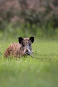 Boar in a clearing Stock Photos