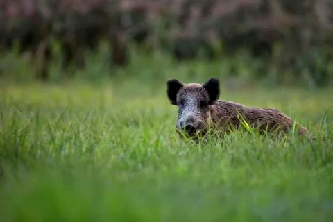Boar in a clearing, in the wild Stock Photos