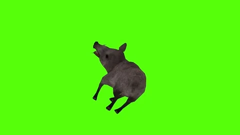 Boar Death Green Sccreen Animation 4k Rendering Stock Footage 296970588
