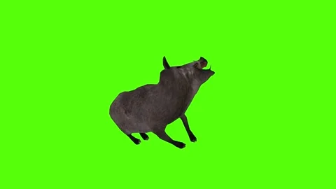 Boar Death Green Sccreen Animation 4k Rendering Stock Footage 296970592