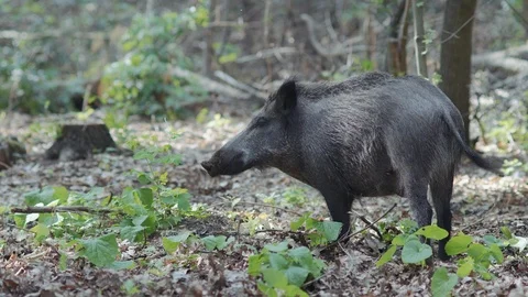 Boar digging for food Stock Footage 111375432