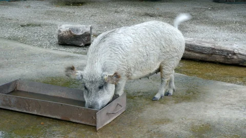 Boar drinking water from the trough. Stockbeeldmateriaal 99077970