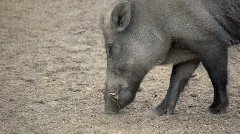 Boar eating from the ground Stock Footage 51794336