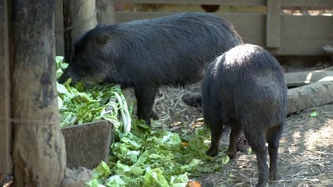 Boar eating lettuce Stock Footage 81006868