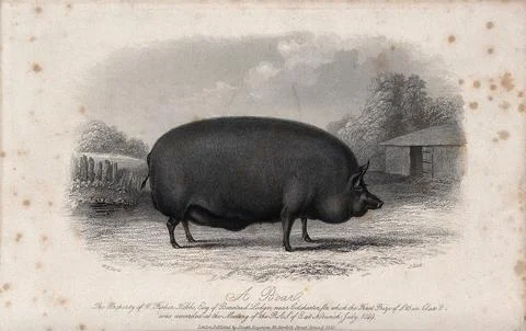 A boar. Etching by J. Scott, ca 1850, after W.H. Davis. 스톡 일러스트