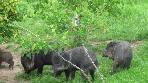 Boar Family 動画素材 111145149