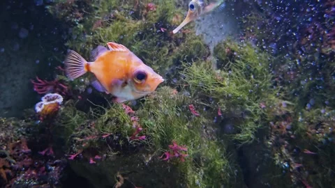  Boar fish floating Stock Footage 294383151