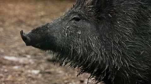 Boar Stock Footage 11091108