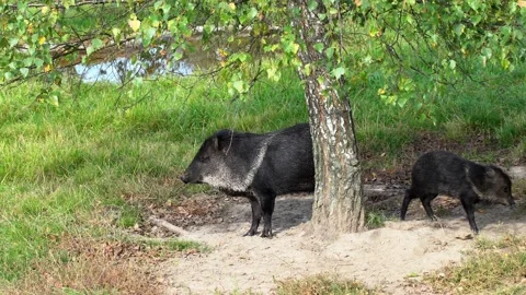 Boar. Stock Footage 139902547