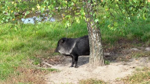 Boar. Stock-Footage 139902555