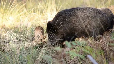 Boar in forest Stock Footage 131417029