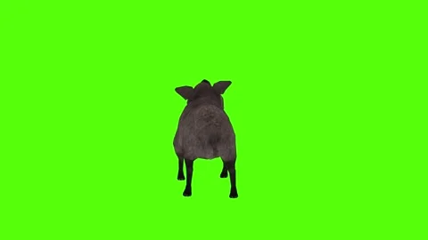 Boar Getting Hit Green Sccreen Animation 4k Rendering Stock Footage 296970068