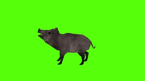 Boar Getting Hit Green Sccreen Animation 4k Rendering Stock Footage 296970593