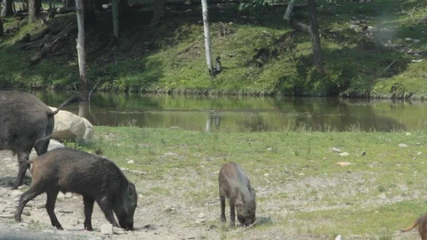 Boar grazing Stock Footage 94891084