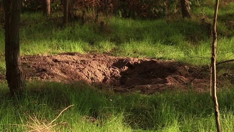 Boar hole Stock Footage 166558701